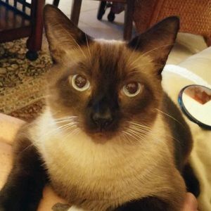 Meet your Posher, Allison